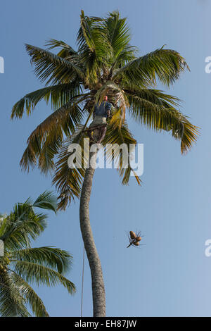 L'uomo la raccolta di noci di cocco, noci di cocco e cade il Kerala, India Foto Stock