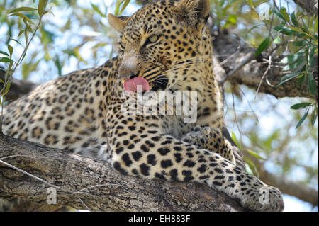 Leopard (Panthera pardus), lingua leccare sulla bocca giacente in un albero, il Masai Mara riserva nazionale, Kenya Foto Stock