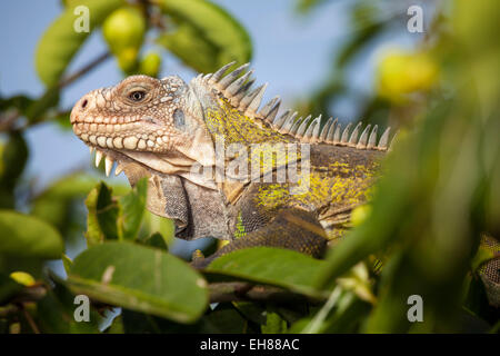 West Indian (Iguana iguana delicatissima), petite Terre Guadalupa Foto Stock