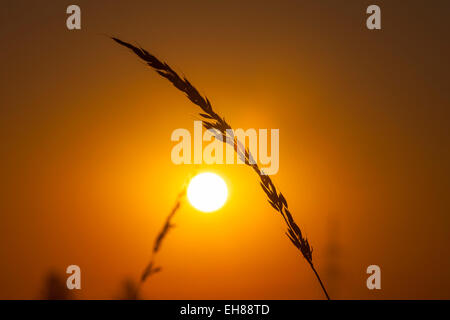 Silhouette di una lama di erba con semi di sunrise, in Sassonia, Germania Foto Stock