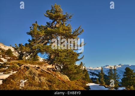 Pino domestico (Pinus cembra), Nonsjöchl, Weerberg, Tirolo, Austria Foto Stock