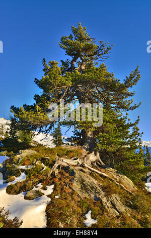 Pino domestico (Pinus cembra), Nonsjöchl, Weerberg, Tirolo, Austria Foto Stock