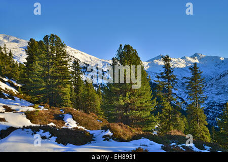 Pino domestico (Pinus cembra), Nonsjöchl, Weerberg, Tirolo, Austria Foto Stock