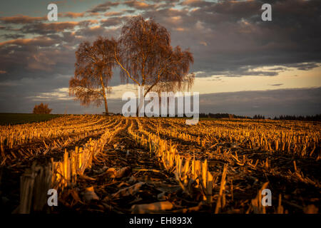 Raccolto di mais con campo di betulle e un cielo nuvoloso, blu ora, crepuscolo, Mindelheim, Unterallgäu, Baviera, Germania Foto Stock