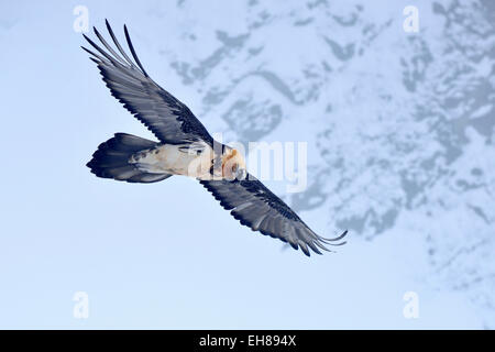 Gipeto o Lammergeier (Gypaetus barbatus) in volo nel Canton Vallese, Svizzera Foto Stock