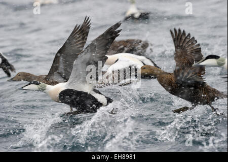 Gruppo di Common Eider (Somateria mollissima) tenendo fuori dall'acqua, Vadsö, penisola Varanger, Norvegia. Foto Stock