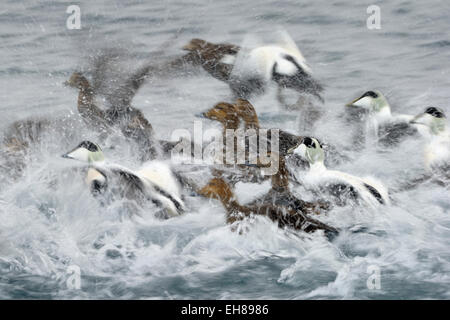 Gruppo di Common Eider (Somateria mollissima) tenendo fuori dall'acqua, con una lenta velocità di otturazione e motion blur, Vadsö, Norvegia. Foto Stock