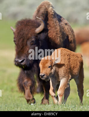 (Bison bison bison) vacca e vitello in primavera, il Parco Nazionale di Yellowstone, Wyoming negli Stati Uniti d'America, America del Nord Foto Stock