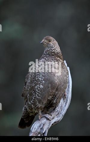 Dusky grouse (blu grouse) (Dendragapus obscurus) hen, il Parco Nazionale di Banff, UNESCO, Alberta, Canada, America del Nord Foto Stock