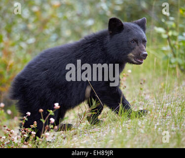 Black Bear (Ursus americanus) cub dell'anno in autunno, il Parco Nazionale di Jasper, Alberta, Canada, America del Nord Foto Stock