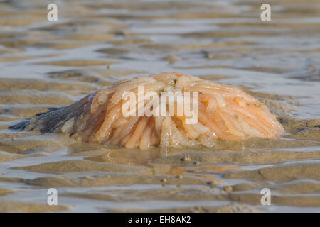 Uova da parte del Parlamento europeo e del Calamaro (Loligo vulgaris) lavato fino sulla spiaggia di Dungeness, Kent REGNO UNITO, dopo una tempesta. Foto Stock