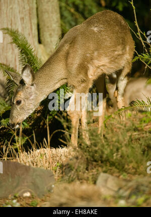 Femmina Mule Deer (Odocoileus hemionus) mangiare sulla spada occidentale di felci in un cortile boschiva in Issaquah, Washington, Stati Uniti d'America Foto Stock