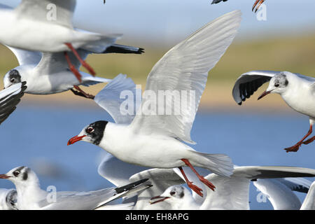 Gabbiano mediterraneo - Larus melanocephalus Foto Stock