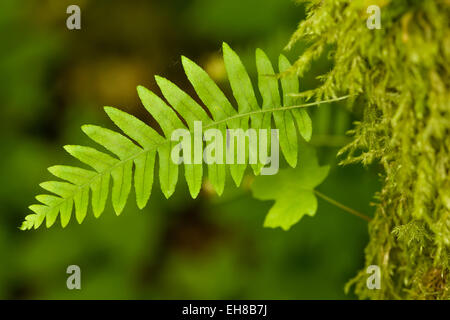 Liquirizia fern crescono fuori del lato di un moss-coperto grande-Foglia di acero, in Olallie stato parco vicino a Twin Falls, Washington Foto Stock