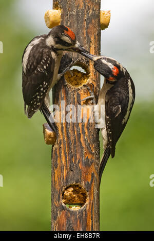 Maschio Picchio Peloso (Picoides villosus) Alimentazione bambino mentre mangia da un log suet alimentatore in Issaquah, Washington, Stati Uniti d'America Foto Stock