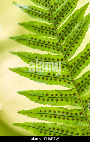 Spori sul lato inferiore di una liquirizia Fern nel lago deserto Arboretum vicino a valle di acero, Washington, Stati Uniti d'America Foto Stock