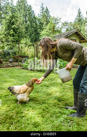 Donna di pollo di alimentazione in alimentazione ad un Buff Brahma hen in un cantiere di Issaquah, Washington, Stati Uniti d'America Foto Stock