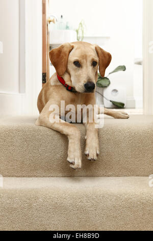 Giallo Labrador Retriever cucciolo di età compresa tra i 8 mesi sat in cima alle scale Foto Stock