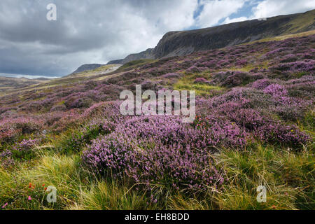 Heather sulle pendici di Cadair Idris. Parco Nazionale di Snowdonia. Gwynedd, Wales, Regno Unito. Foto Stock