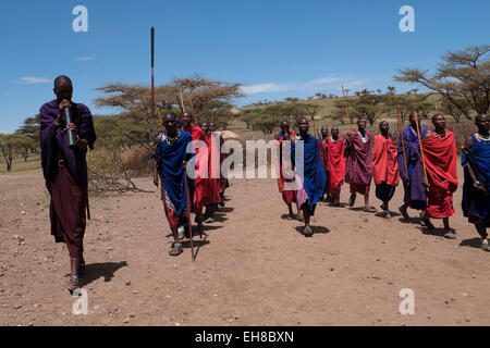 Un gruppo di Guerrieri Maasai eseguire una sorta di marzo-passato durante la tradizionale cerimonia Eunoto eseguita in una venuta di cerimonia di età per i giovani guerrieri della tribù Masai del Ngorongoro Conservation Area nel cratere Highlands area della Tanzania Africa orientale Foto Stock