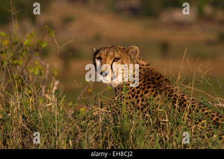 Femmina di ghepardo (Acinonyx jubatus) Foto Stock