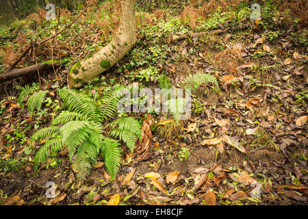 Bracken (Pteridium aquilinum) in autunno. Montseny parco naturale. La Catalogna. Spagna. Foto Stock