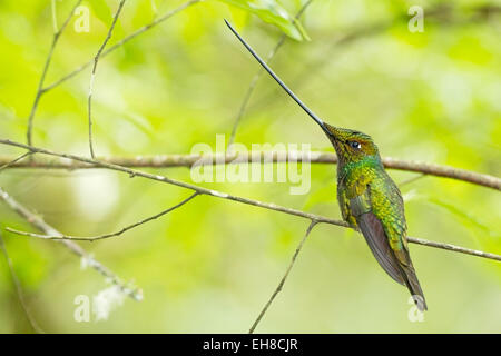 Spada-fatturati hummingbird (Ensifera ensifera) maschio adulto arroccato su ramoscello nella foresta pluviale Foto Stock