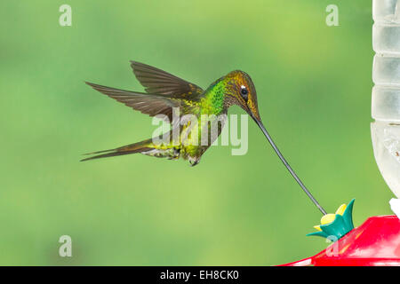 Spada-fatturati hummingbird (Ensifera ensifera) maschio adulto alimentazione alimentatore hummingbird Foto Stock