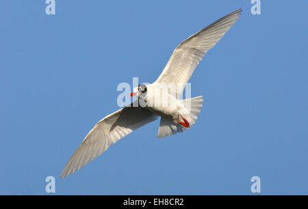 Gabbiano mediterraneo - Larus melanocephalus Foto Stock