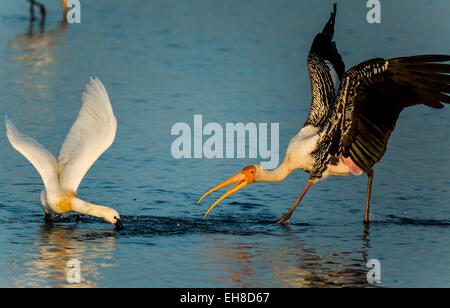 Eurasian spatola e dipinto di Stork lottano per una scuola di pesce, Mannar, Sri Lanka Foto Stock