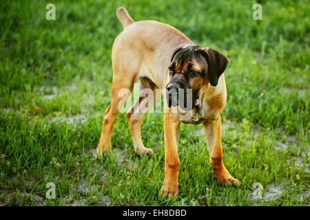 Cane Corso cucciolo cucciolo permanente sulla erba verde per esterno Foto Stock