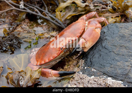 Unione del granchio di mare, marrone granchio, Taschenkrebs, Taschen-Krebs, Cancer pagurus, Krabbe, Knieper, crabe dormeur, poupard, poupart Foto Stock