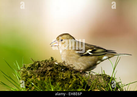 Fringuello Foto Stock