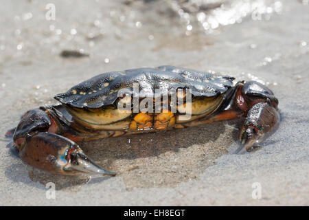 Shore europeo di granchio, shore-granchi, porto granchio, European green granchio, Strandkrabbe, Strand-Krabbe, Carcinus maenas, crabe enragé Foto Stock