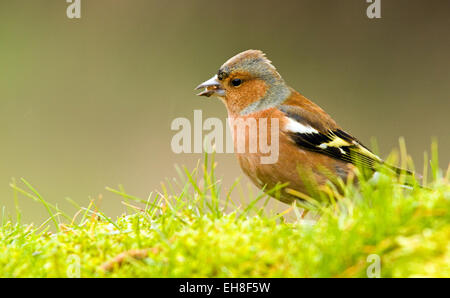 Fringuello Foto Stock