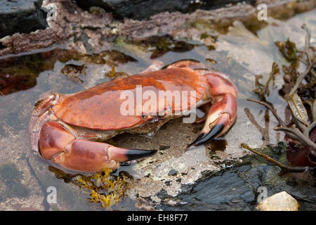 Unione del granchio di mare, marrone granchio, Taschenkrebs, Taschen-Krebs, Cancer pagurus, Krabbe, Knieper, crabe dormeur, poupard, poupart Foto Stock