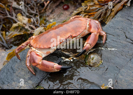 Unione del granchio di mare, marrone granchio, Taschenkrebs, Taschen-Krebs, Cancer pagurus, Krabbe, Knieper, crabe dormeur, poupard, poupart Foto Stock