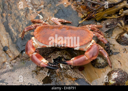 Unione del granchio di mare, marrone granchio, Taschenkrebs, Taschen-Krebs, Cancer pagurus, Krabbe, Knieper, crabe dormeur, poupard, poupart Foto Stock