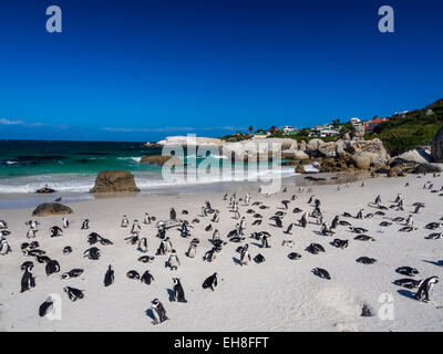 La colonia dei Pinguini africani sulla Spiaggia Boulders nella Città di Simon, Sud Africa. Posizione orizzontale/ orientamento orizzontale, ampio angolo Foto Stock