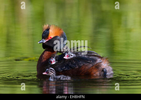 Cornuto svasso (Podiceps auritus) in allevamento piumaggio nuoto nel lago mentre porta pulcini sulla sua schiena Foto Stock