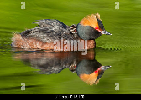 Cornuto svasso (Podiceps auritus) in allevamento piumaggio nuotare nel lago mentre pulcino portante sulla sua schiena Foto Stock