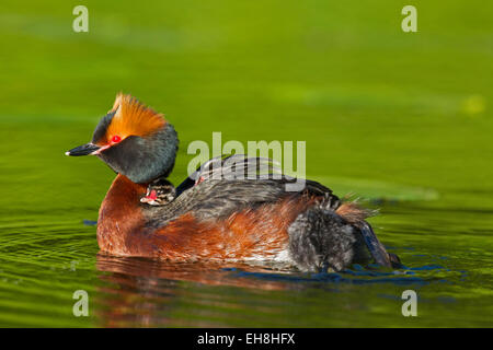 Cornuto svasso (Podiceps auritus) in allevamento piumaggio nuoto nel lago mentre porta pulcini sulla sua schiena Foto Stock