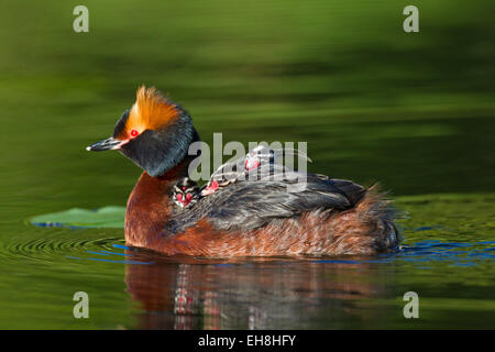 Cornuto svasso (Podiceps auritus) in allevamento piumaggio nuoto nel lago mentre porta pulcini sulla sua schiena Foto Stock