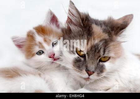 Gatto e gattino su sfondo blu Foto Stock