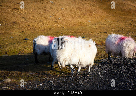 Le pecore di montagna sulla strada di Bunglass, Slieve League, Donegal, Irlanda Foto Stock