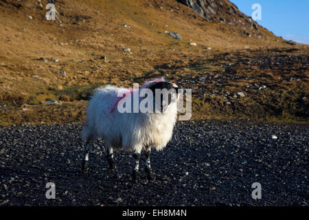 Le pecore di montagna sulla strada di Bunglass, Slieve League, Donegal, Irlanda Foto Stock