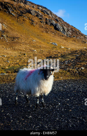 Le pecore di montagna sulla strada di Bunglass, Slieve League, Donegal, Irlanda Foto Stock