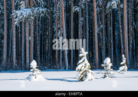 Coperta di neve alberi, il Parco Nazionale di Banff, Alberta, Canada Foto Stock