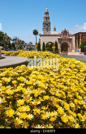 Fiori gialli CALIFORNIA TOWER MUSEUM DI UOMO EL PRADO Balboa Park di San Diego California USA Foto Stock
