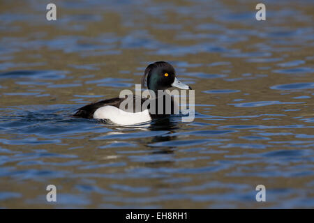 Moretta; Aythya fuligula; maschio singolo Cornwall, Regno Unito Foto Stock